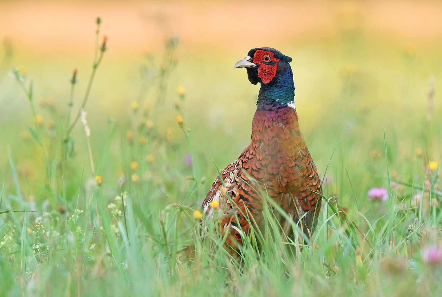 A pheasant in long grass